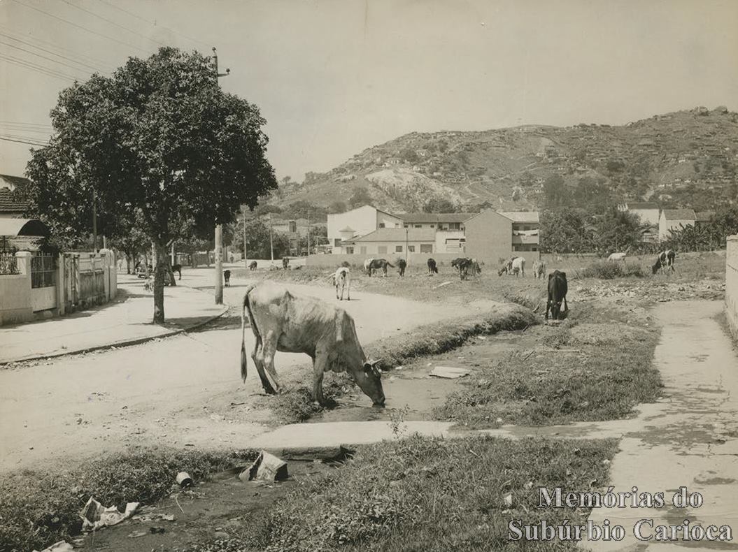 bras-de-pina-antiga